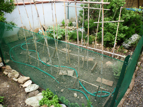 Pomodori nell'orto protetti dalle galline